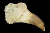 Fossil Mosasaur (Eremiasaurus) Tooth With Jaw Section - Morocco #117013-1